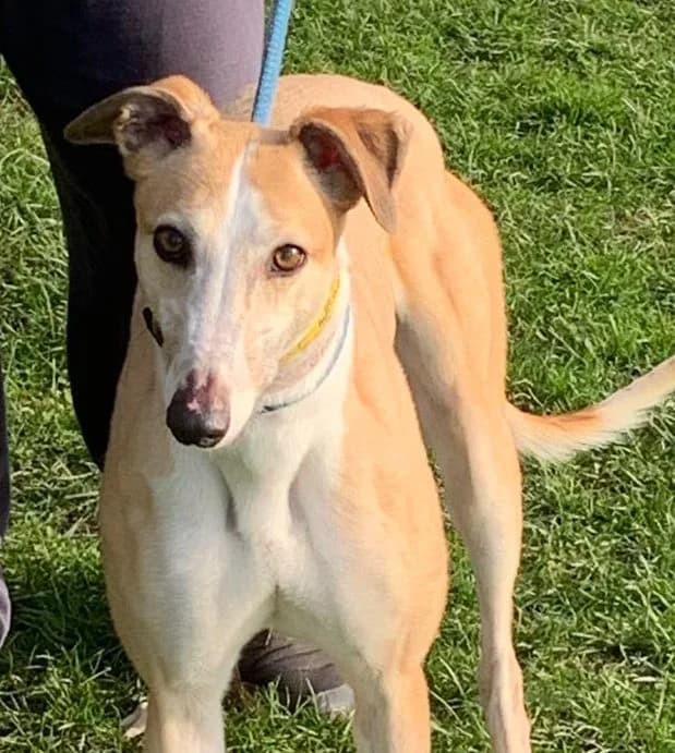 Tilly Homed, 6yo Greyhound for adoption at Fen Bank Greyhound Sanctuary, Friskney