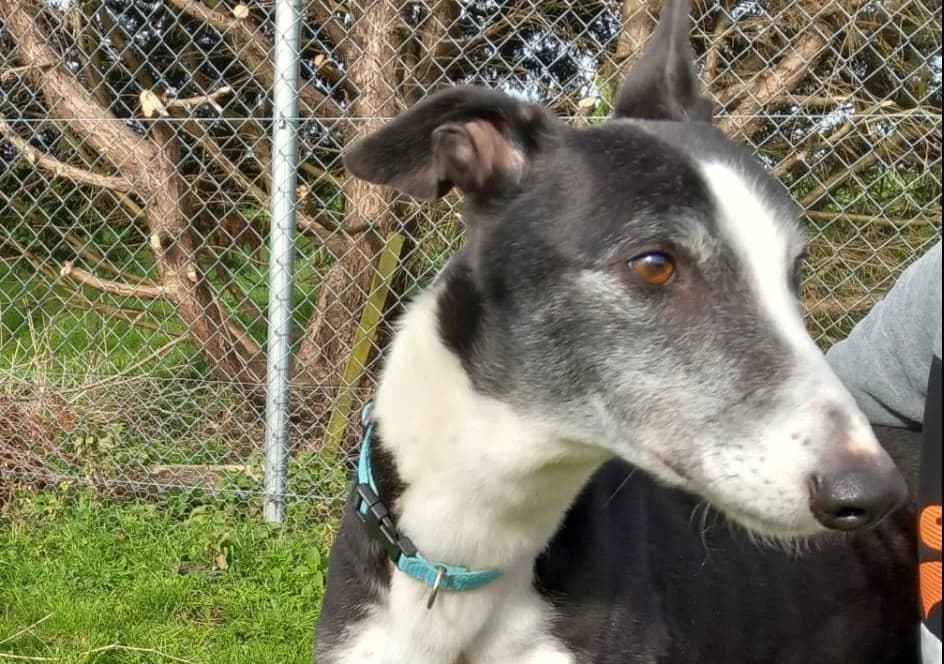 Frankie Homed, Greyhound for adoption at Fen Bank Greyhound Sanctuary, Friskney