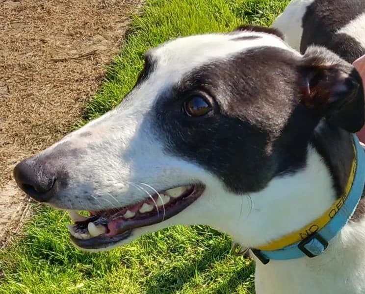 Hector Homed, 7yo Greyhound for adoption at Fen Bank Greyhound Sanctuary, Friskney