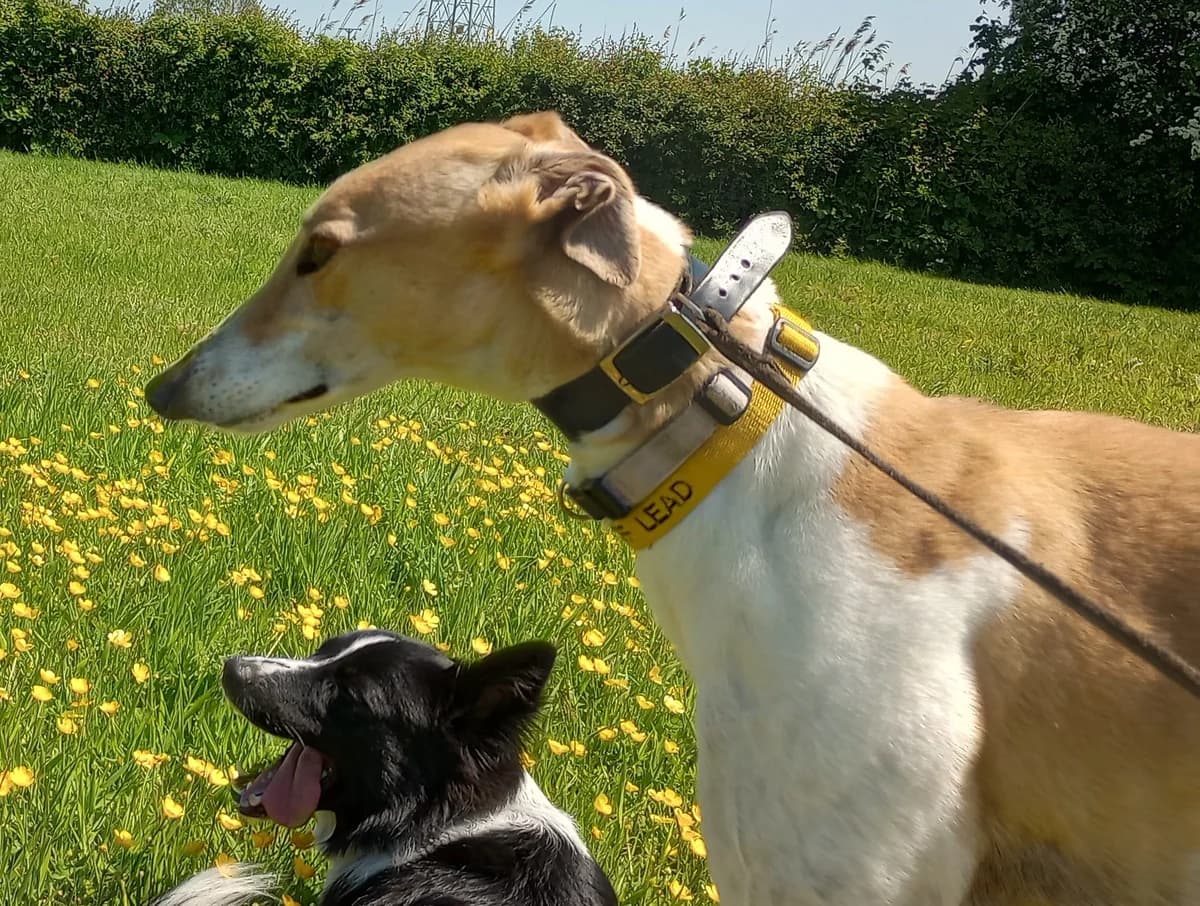 Candy Homed, Greyhound for adoption at Fen Bank Greyhound Sanctuary, Friskney