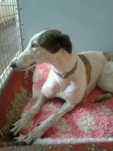 Rina, Greyhound for adoption at Fen Bank Greyhound Sanctuary, Friskney