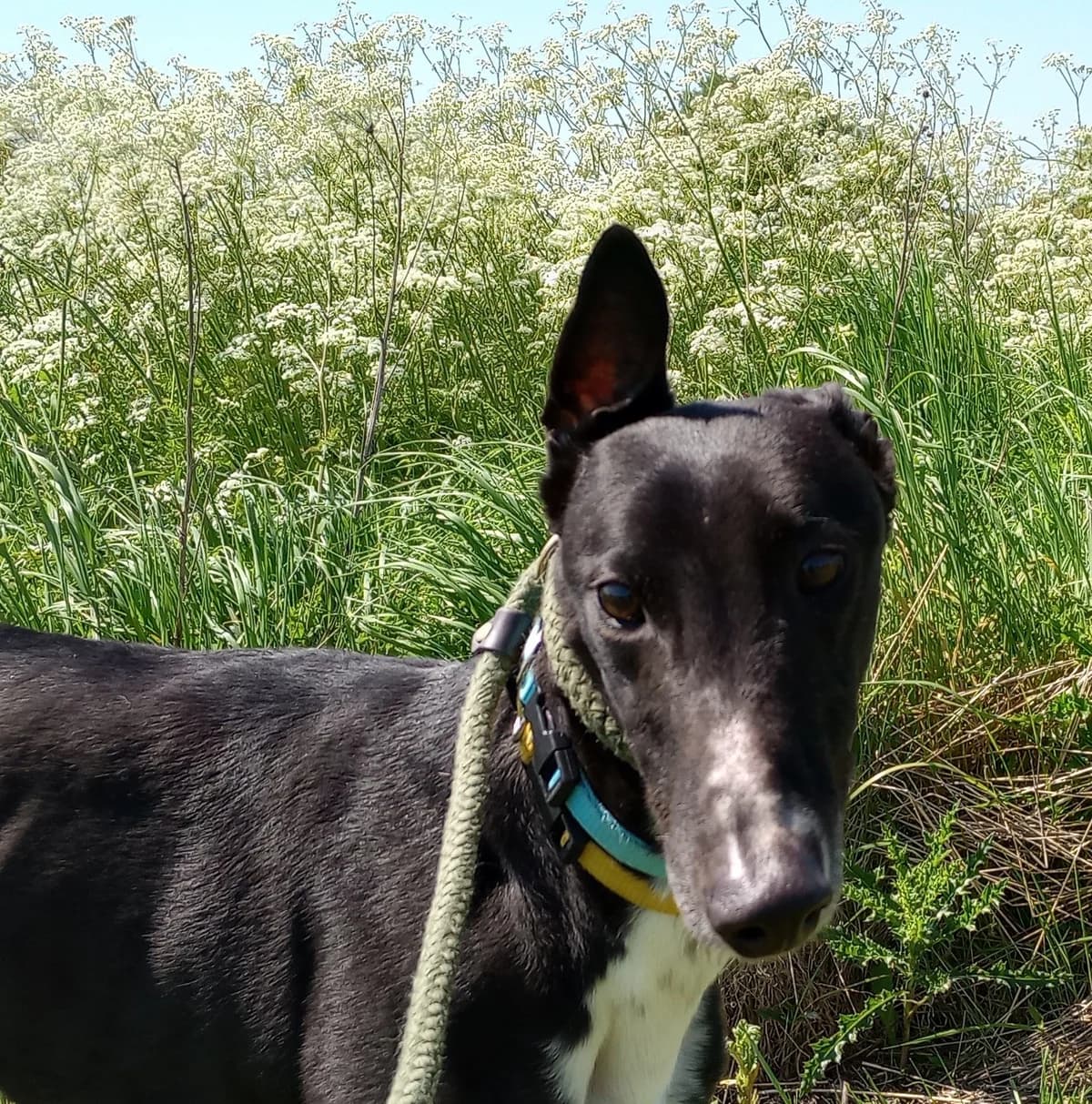 Nelson Homed, Greyhound for adoption at Fen Bank Greyhound Sanctuary, Friskney