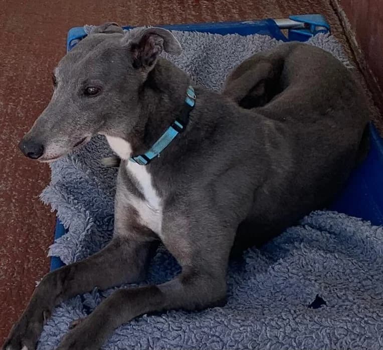 Clifford homed, Greyhound for adoption at Fen Bank Greyhound Sanctuary, Friskney