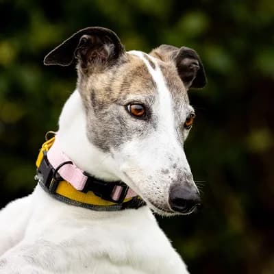 Millie Homed, Greyhound for adoption at Fen Bank Greyhound Sanctuary, Friskney