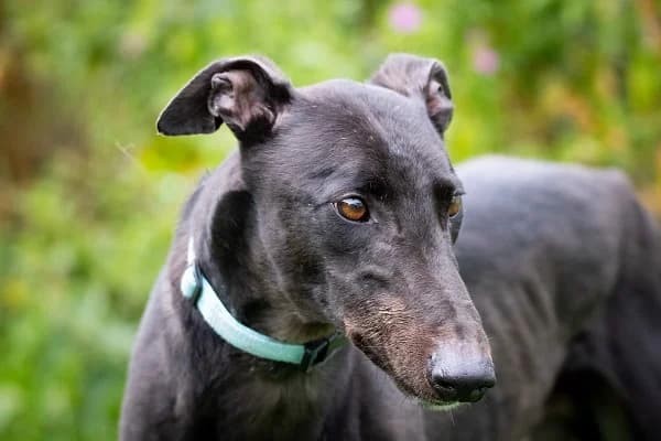 Power Homed, senior Greyhound for adoption at Fen Bank Greyhound Sanctuary, Friskney