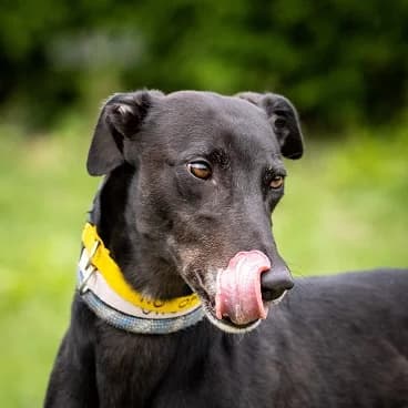 Kate Homed, Greyhound for adoption at Fen Bank Greyhound Sanctuary, Friskney