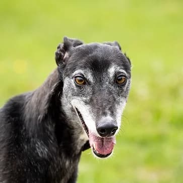 Blossom Homed, Greyhound for adoption at Fen Bank Greyhound Sanctuary, Friskney