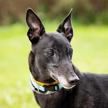 Doc Homed, senior Greyhound for adoption at Fen Bank Greyhound Sanctuary, Friskney