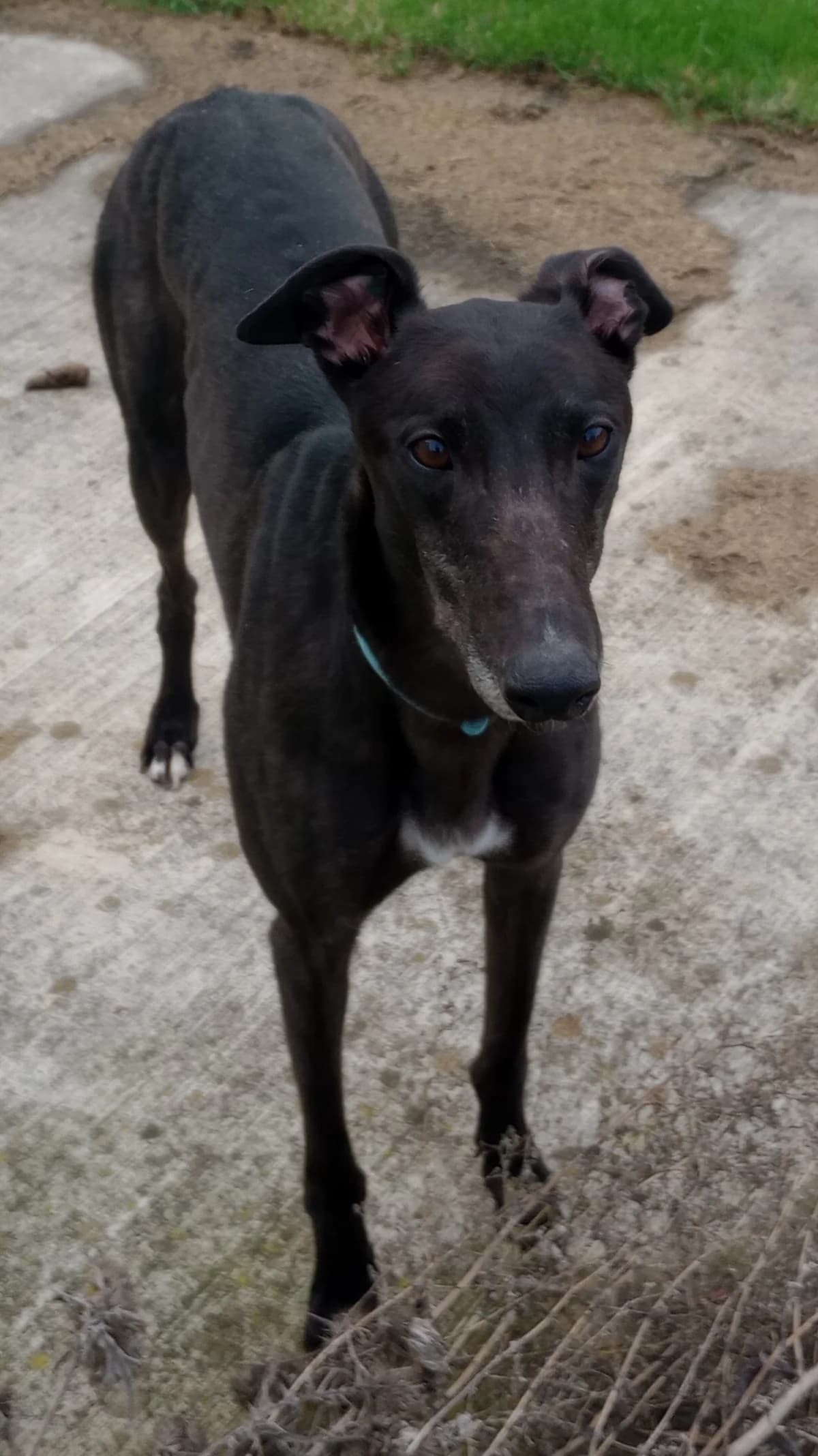 Handsome Homed, 7yo Greyhound for adoption at Fen Bank Greyhound Sanctuary, Friskney