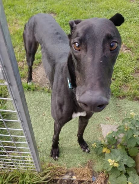 Turbo Reserved, 6yo Greyhound for adoption at Fen Bank Greyhound Sanctuary, Friskney