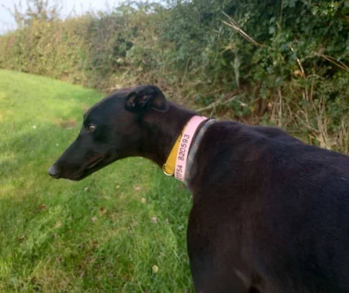 Chelsea Homed, young Greyhound for adoption at Fen Bank Greyhound Sanctuary, Friskney