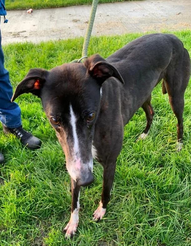 Gizmo Homed, 6yo Greyhound for adoption at Fen Bank Greyhound Sanctuary, Friskney