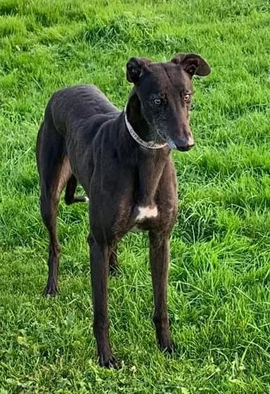 Goldie Homed, Greyhound for adoption at Fen Bank Greyhound Sanctuary, Friskney