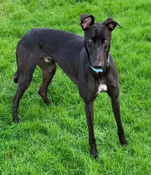 Oisin Homed, 5yo Greyhound for adoption at Fen Bank Greyhound Sanctuary, Friskney