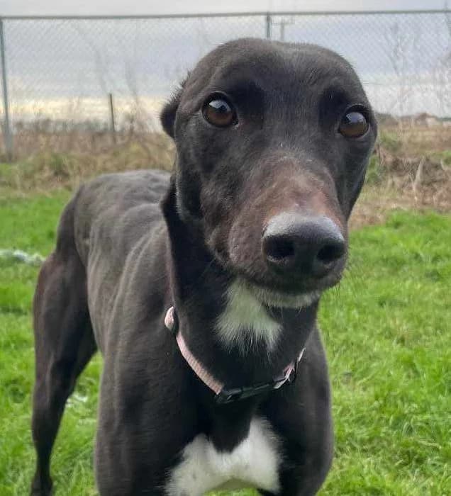 Babs Homed, Greyhound for adoption at Fen Bank Greyhound Sanctuary, Friskney