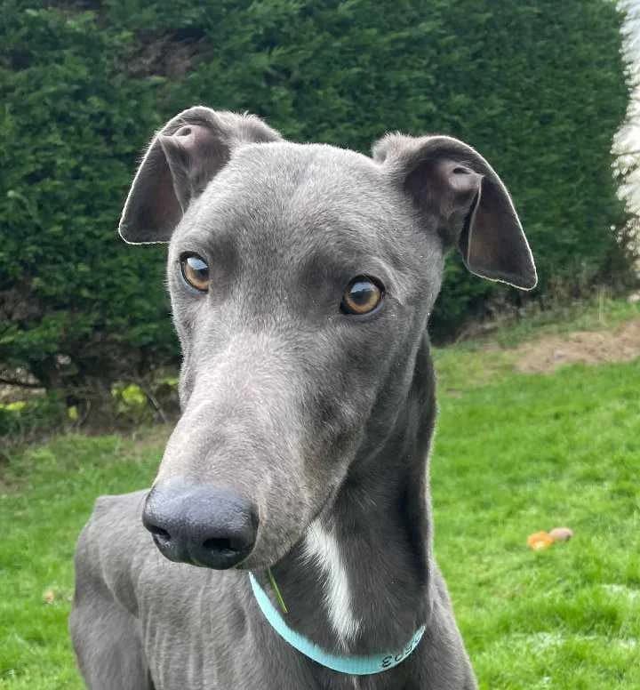 Popeye Homed, Greyhound for adoption at Fen Bank Greyhound Sanctuary, Friskney