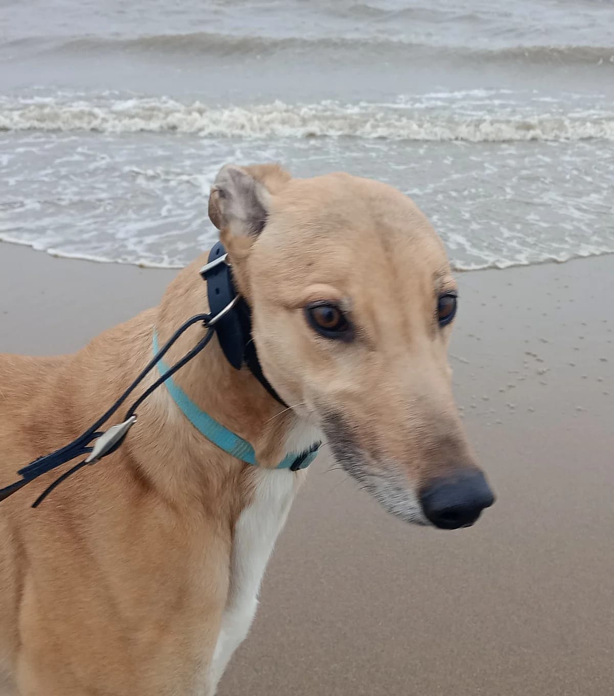 Kenzie Homed, 7yo Greyhound for adoption at Fen Bank Greyhound Sanctuary, Friskney