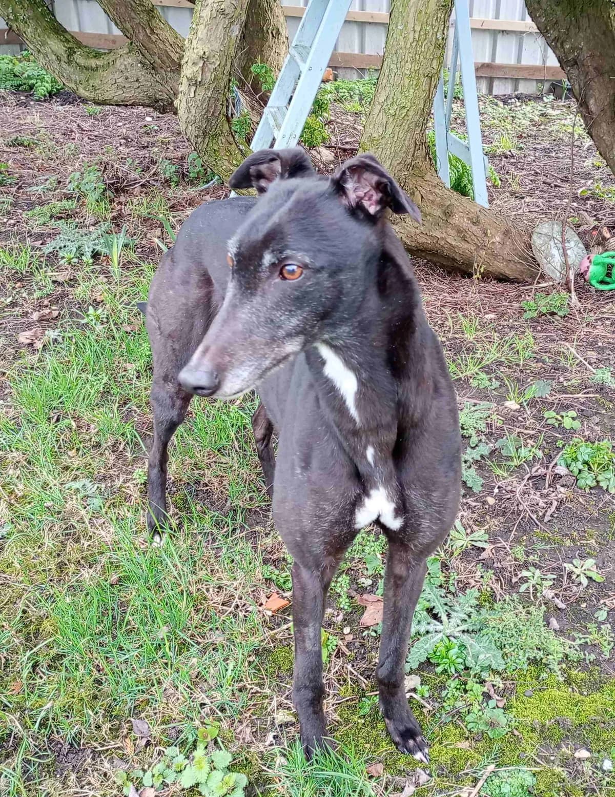 Lara Homed, senior Greyhound for adoption at Fen Bank Greyhound Sanctuary, Friskney