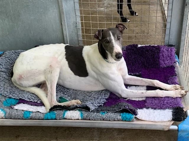 Bear Homed, senior Greyhound for adoption at Fen Bank Greyhound Sanctuary, Friskney