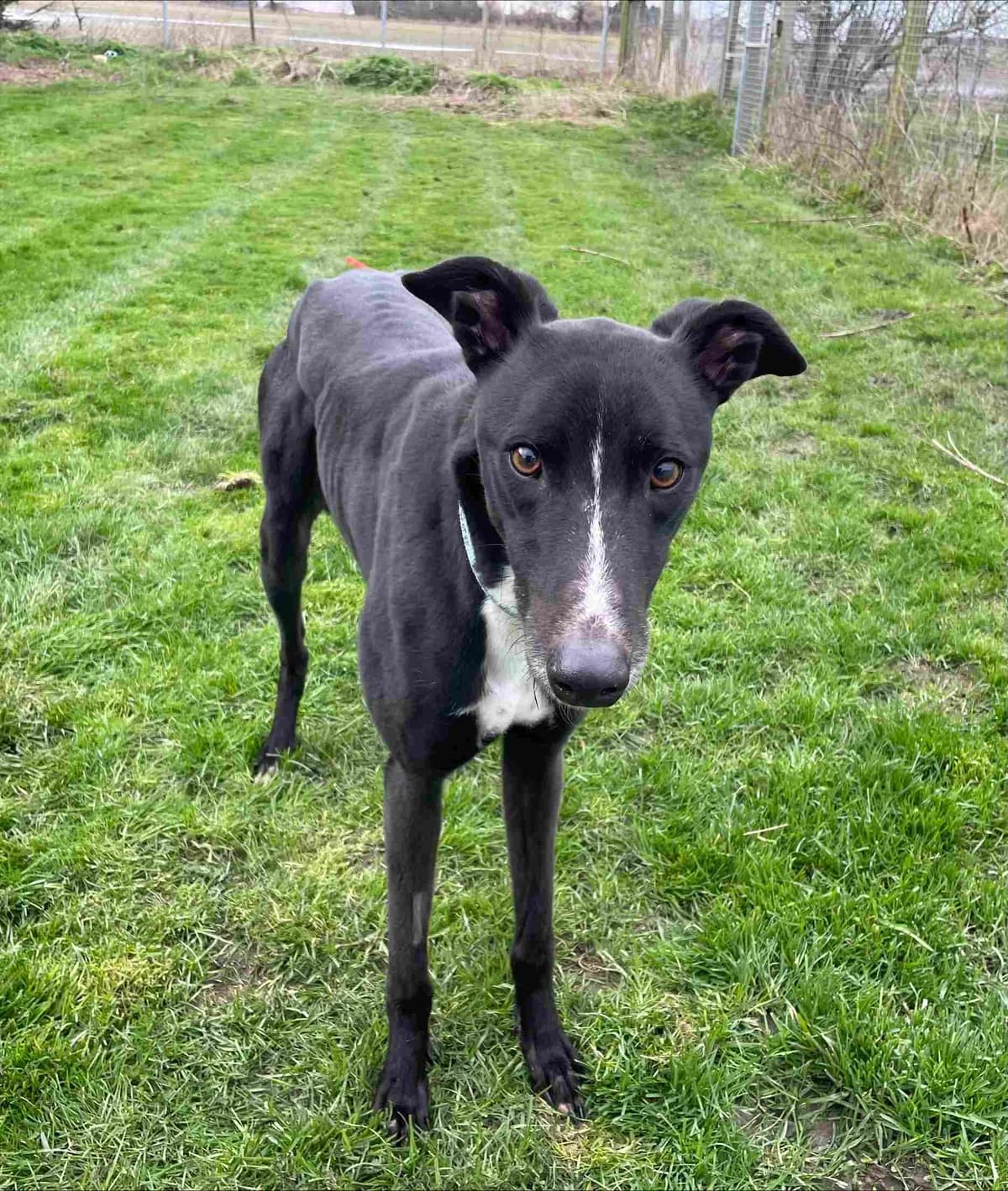 Mo Homed, 6yo Greyhound for adoption at Fen Bank Greyhound Sanctuary, Friskney