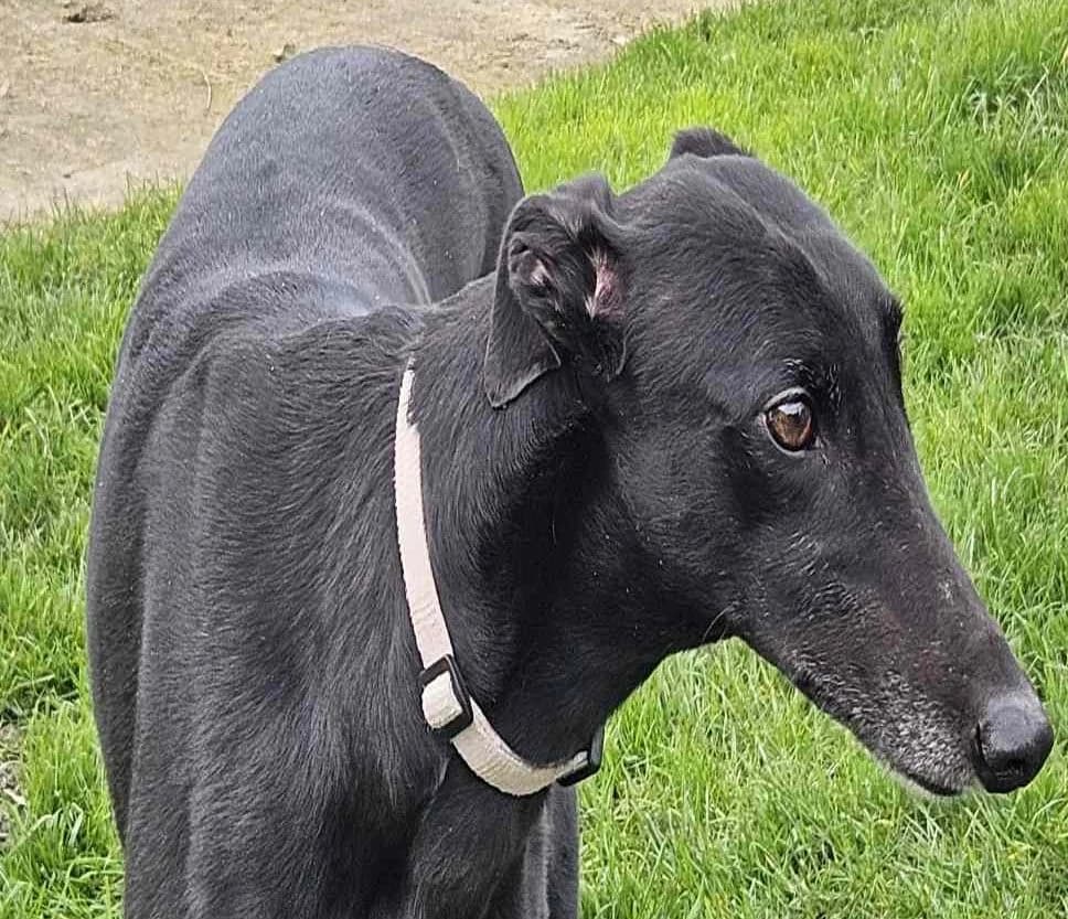 Molly Homed, Greyhound for adoption at Fen Bank Greyhound Sanctuary, Friskney