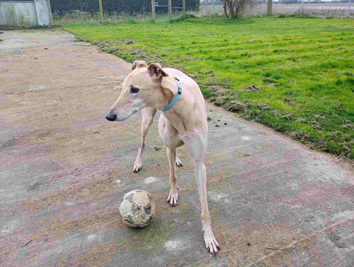 Nigel Reserved, Greyhound for adoption at Fen Bank Greyhound Sanctuary, Friskney