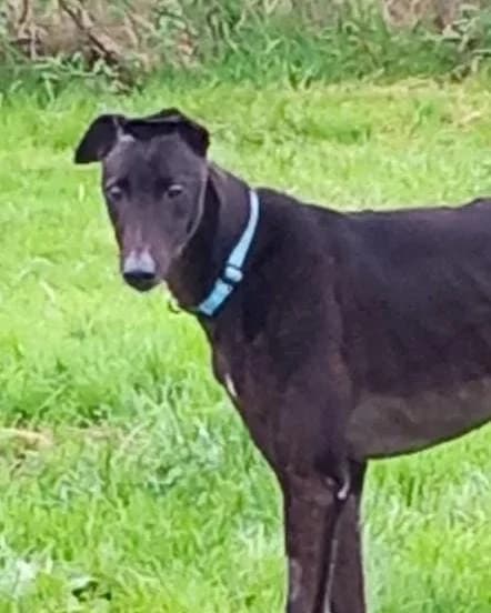 Josh, senior Greyhound for adoption at Fen Bank Greyhound Sanctuary, Friskney