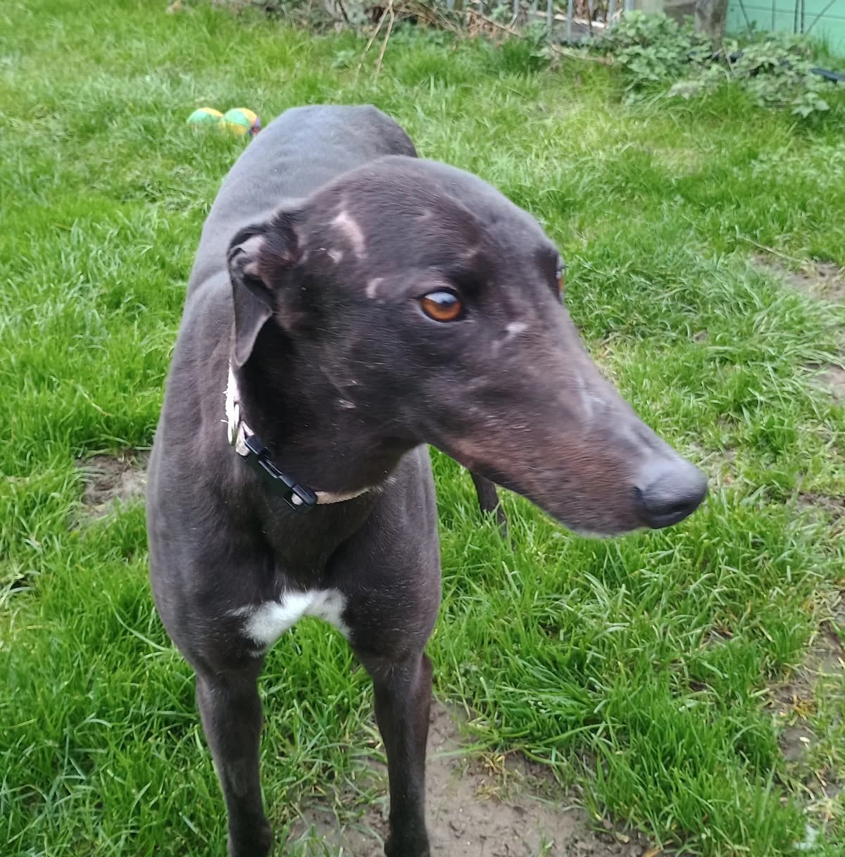 Beauty Homed, Greyhound for adoption at Fen Bank Greyhound Sanctuary, Friskney