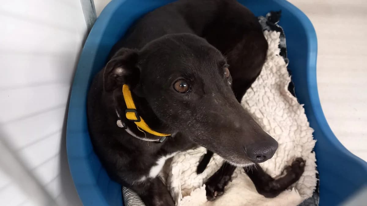 Summer Homed, Greyhound for adoption at Fen Bank Greyhound Sanctuary, Friskney