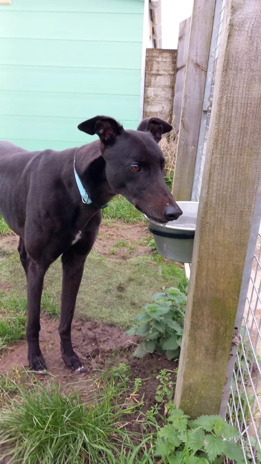 xHenry Homed, 7yo Greyhound for adoption at Fen Bank Greyhound Sanctuary, Friskney