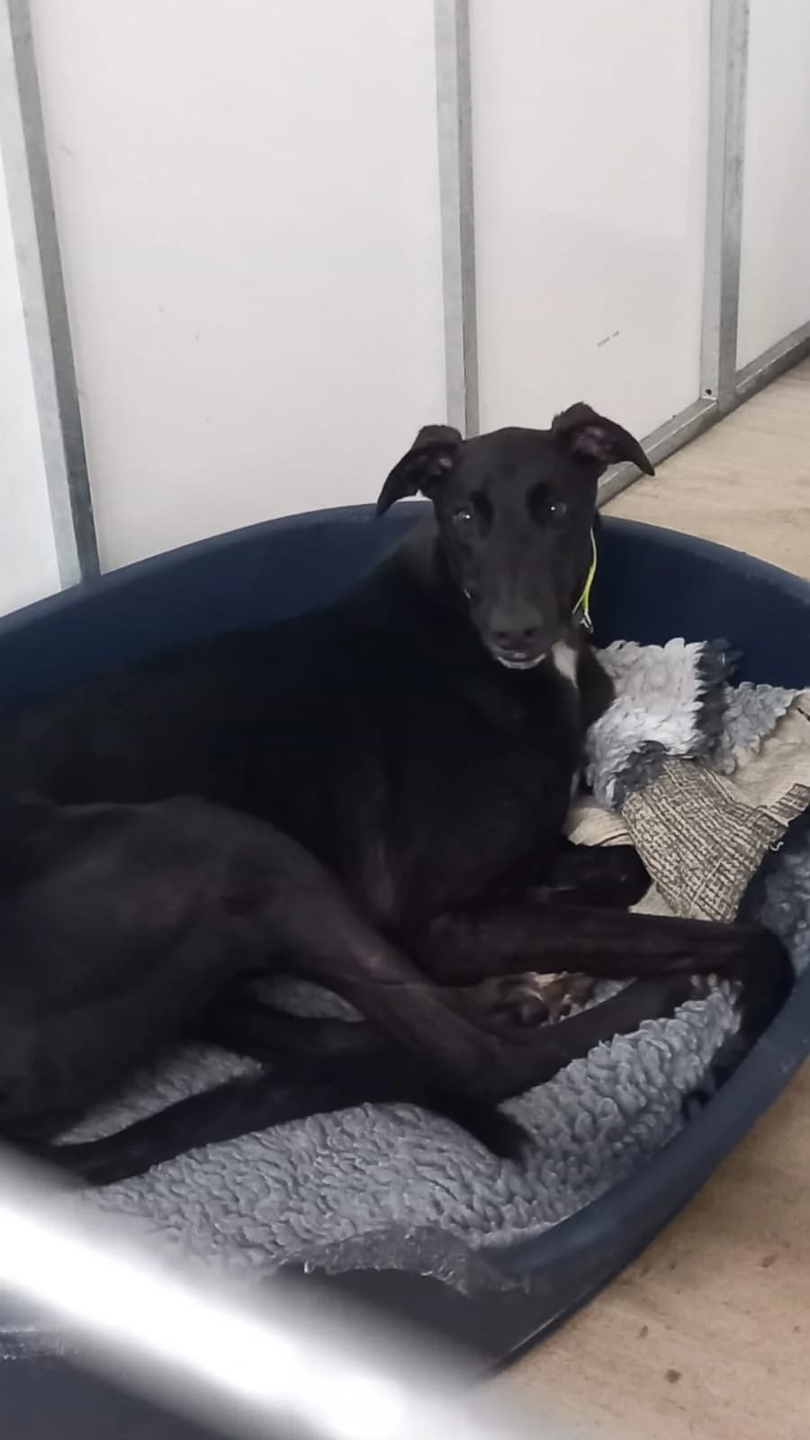 Des Homed, Greyhound for adoption at Fen Bank Greyhound Sanctuary, Friskney