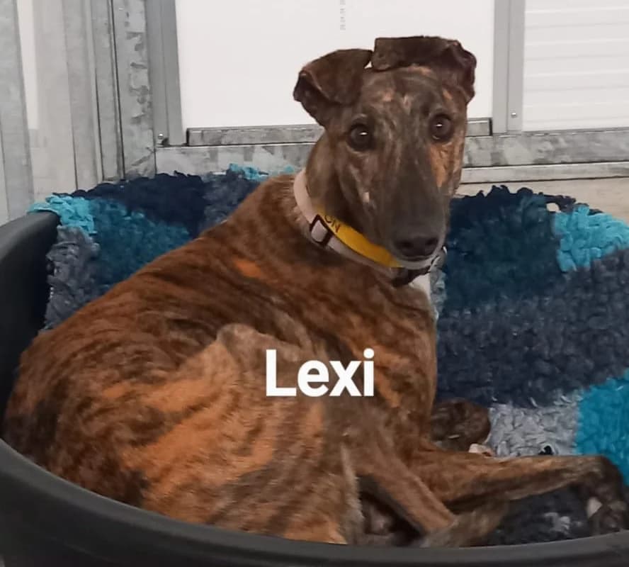 Lexi Homed, Greyhound for adoption at Fen Bank Greyhound Sanctuary, Friskney