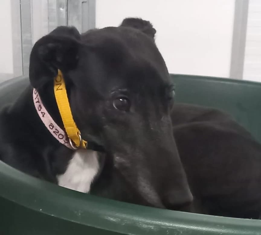 Penny Homed, Greyhound for adoption at Fen Bank Greyhound Sanctuary, Friskney