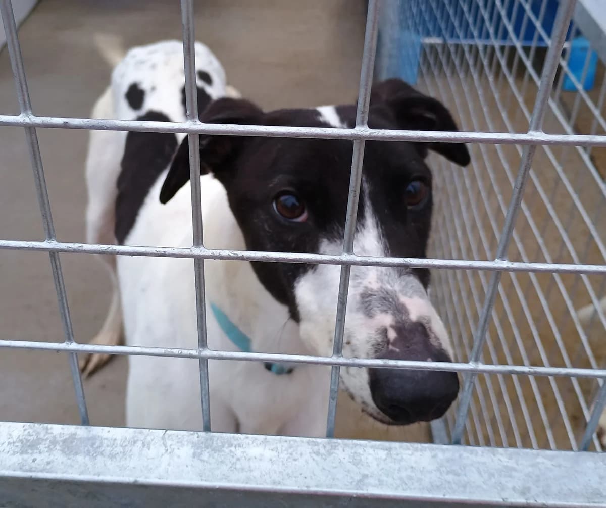 Lincoln Homed, 6yo Greyhound for adoption at Fen Bank Greyhound Sanctuary, Friskney