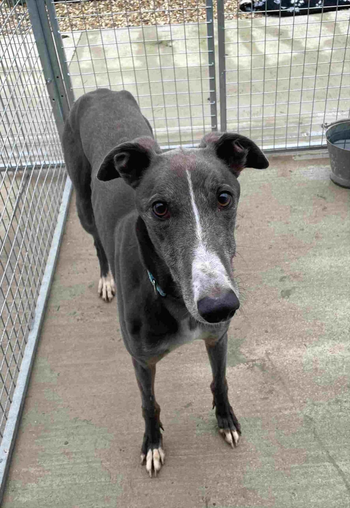 Blue, 6yo Greyhound for adoption at Fen Bank Greyhound Sanctuary, Friskney