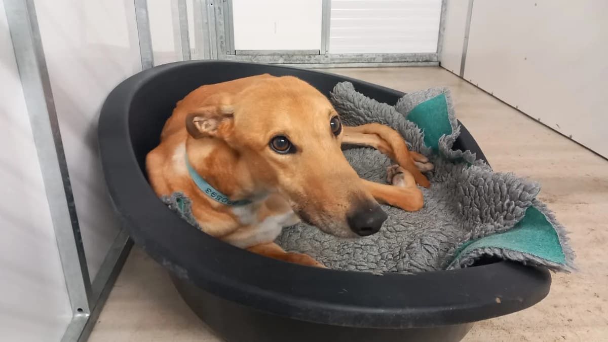 Rock HOMED, Greyhound for adoption at Fen Bank Greyhound Sanctuary, Friskney