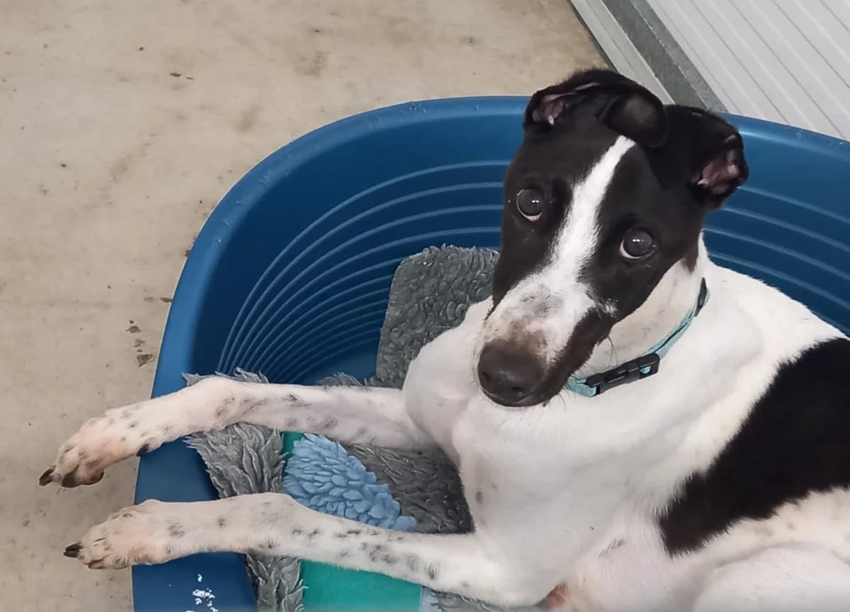 xMagic Homed, 6yo Greyhound for adoption at Fen Bank Greyhound Sanctuary, Friskney