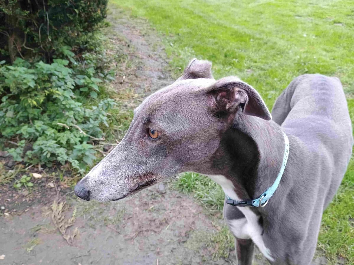 xEd Homed, 6yo Greyhound for adoption at Fen Bank Greyhound Sanctuary, Friskney