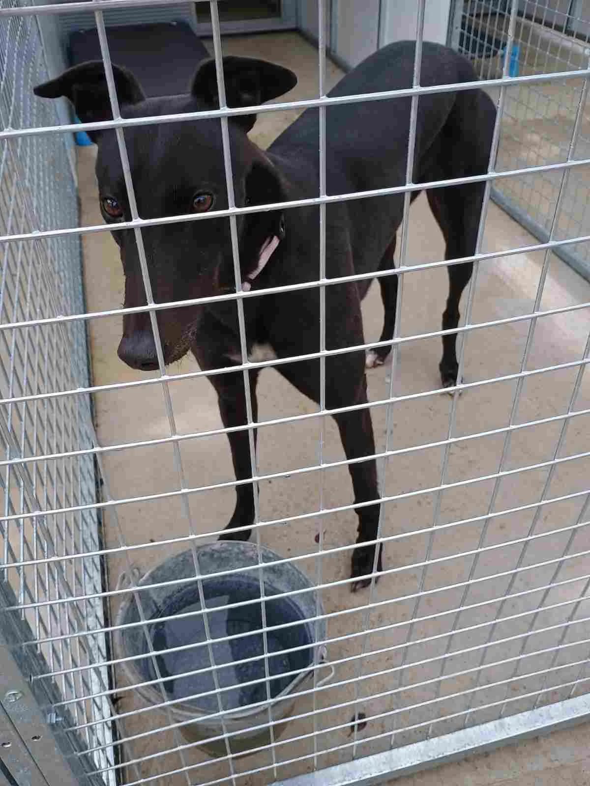 Iggy Homed, Greyhound for adoption at Fen Bank Greyhound Sanctuary, Friskney