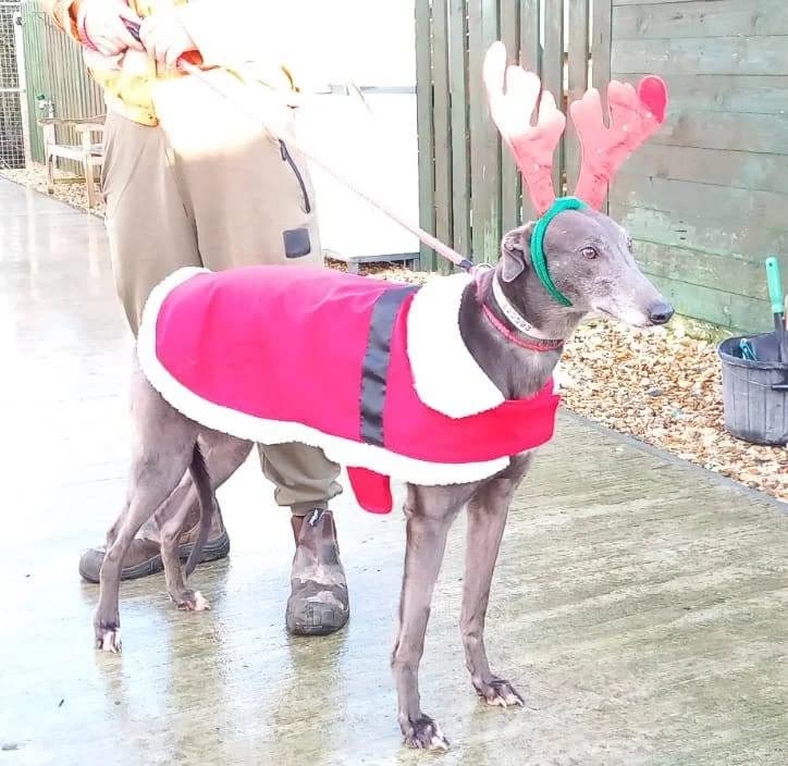 Skyler Homed, Greyhound for adoption at Fen Bank Greyhound Sanctuary, Friskney