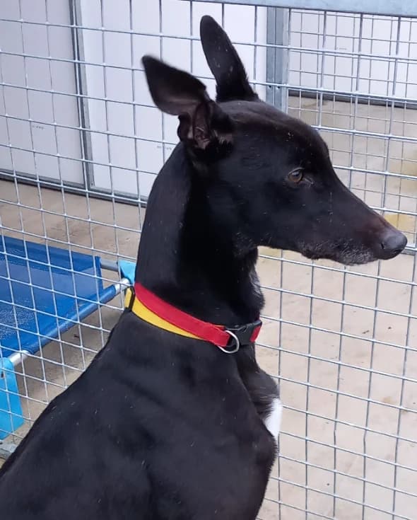 Morgan Homed, Greyhound for adoption at Fen Bank Greyhound Sanctuary, Friskney