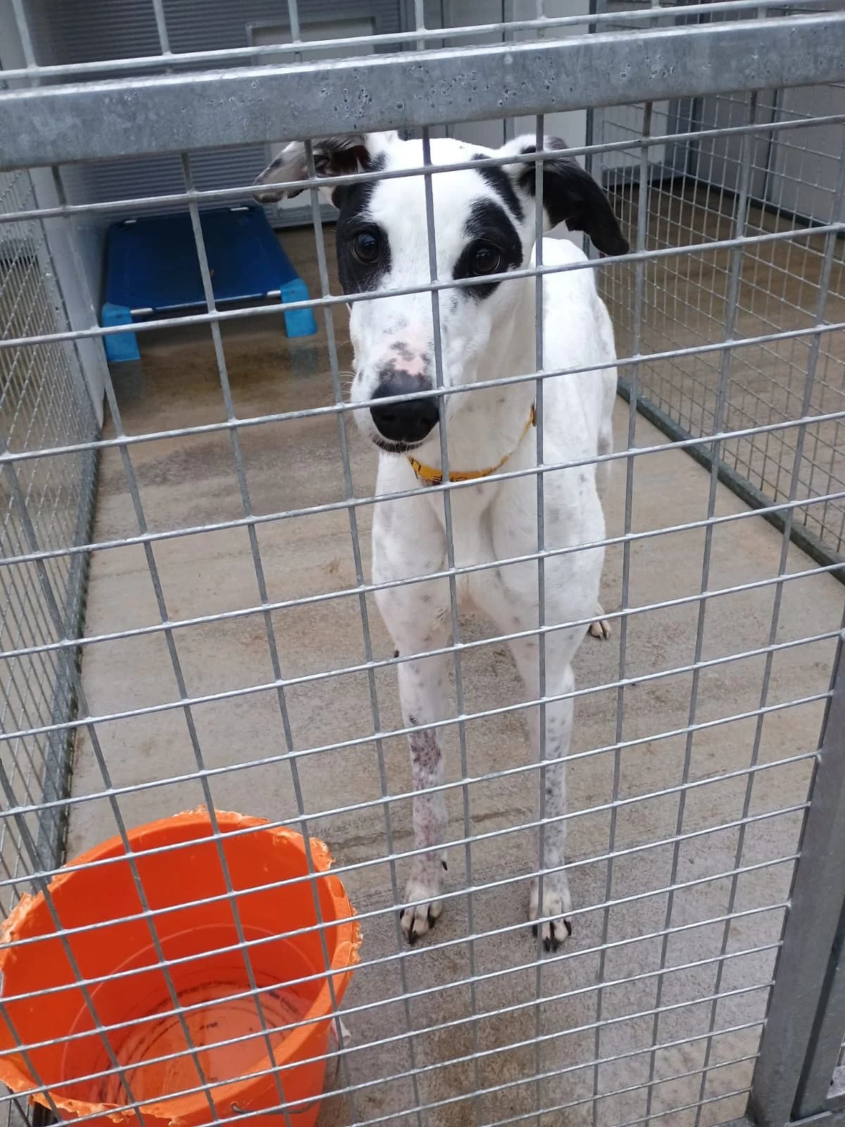 Ria Homed, senior Greyhound for adoption at Fen Bank Greyhound Sanctuary, Friskney