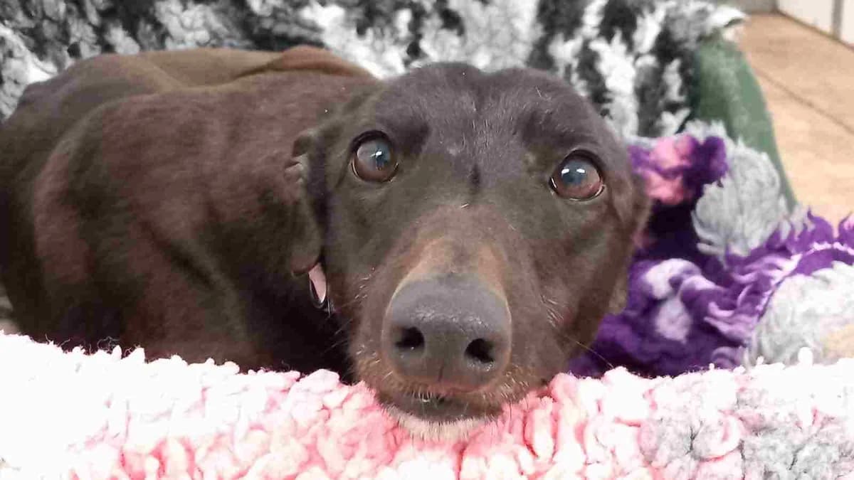 xElla Homed, 5yo Greyhound for adoption at Fen Bank Greyhound Sanctuary, Friskney