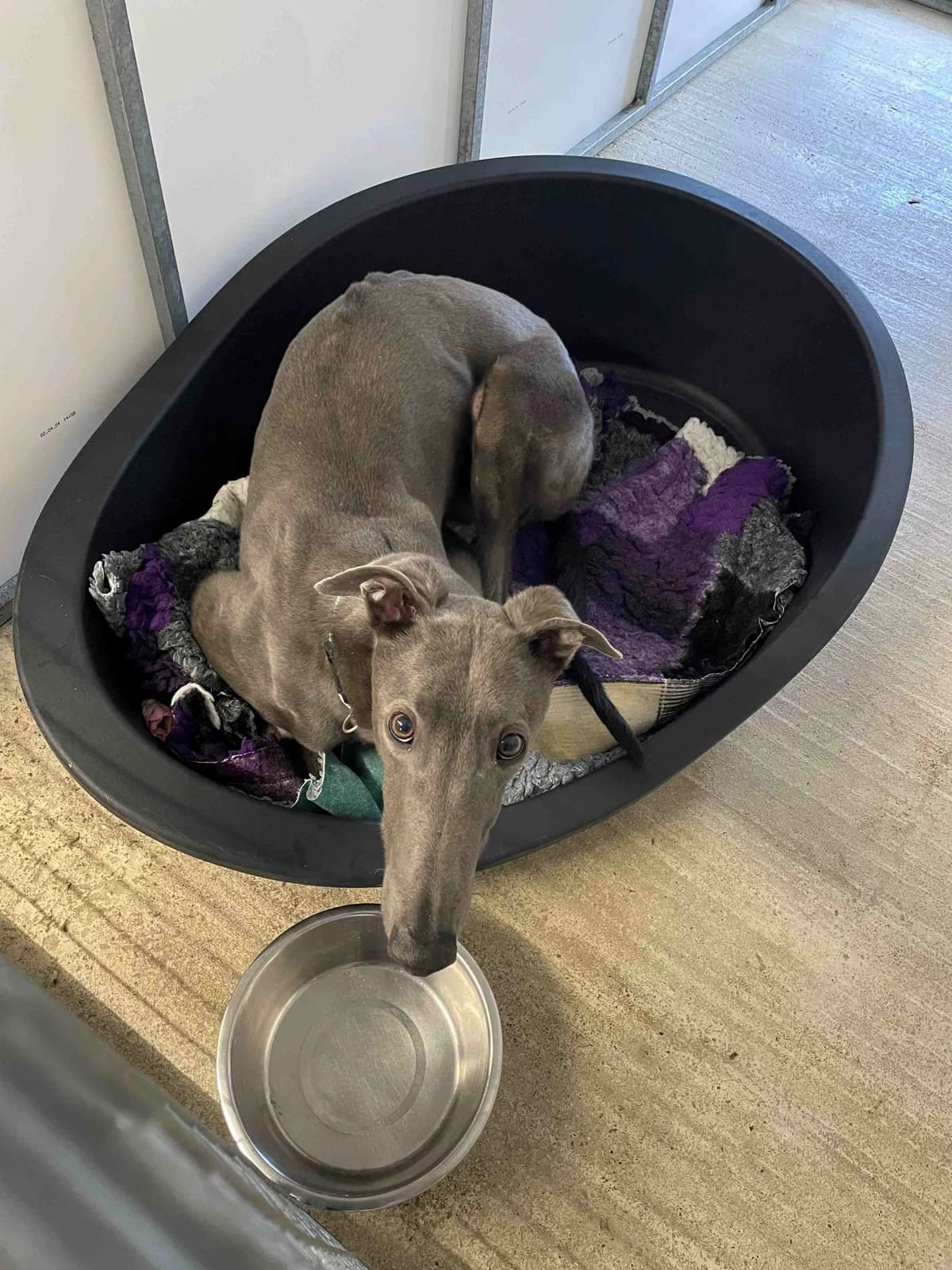 xRanger Homed, 6yo Greyhound for adoption at Fen Bank Greyhound Sanctuary, Friskney