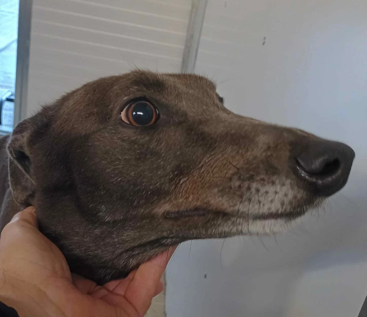 xTally Homed, 4yo Greyhound for adoption at Fen Bank Greyhound Sanctuary, Friskney