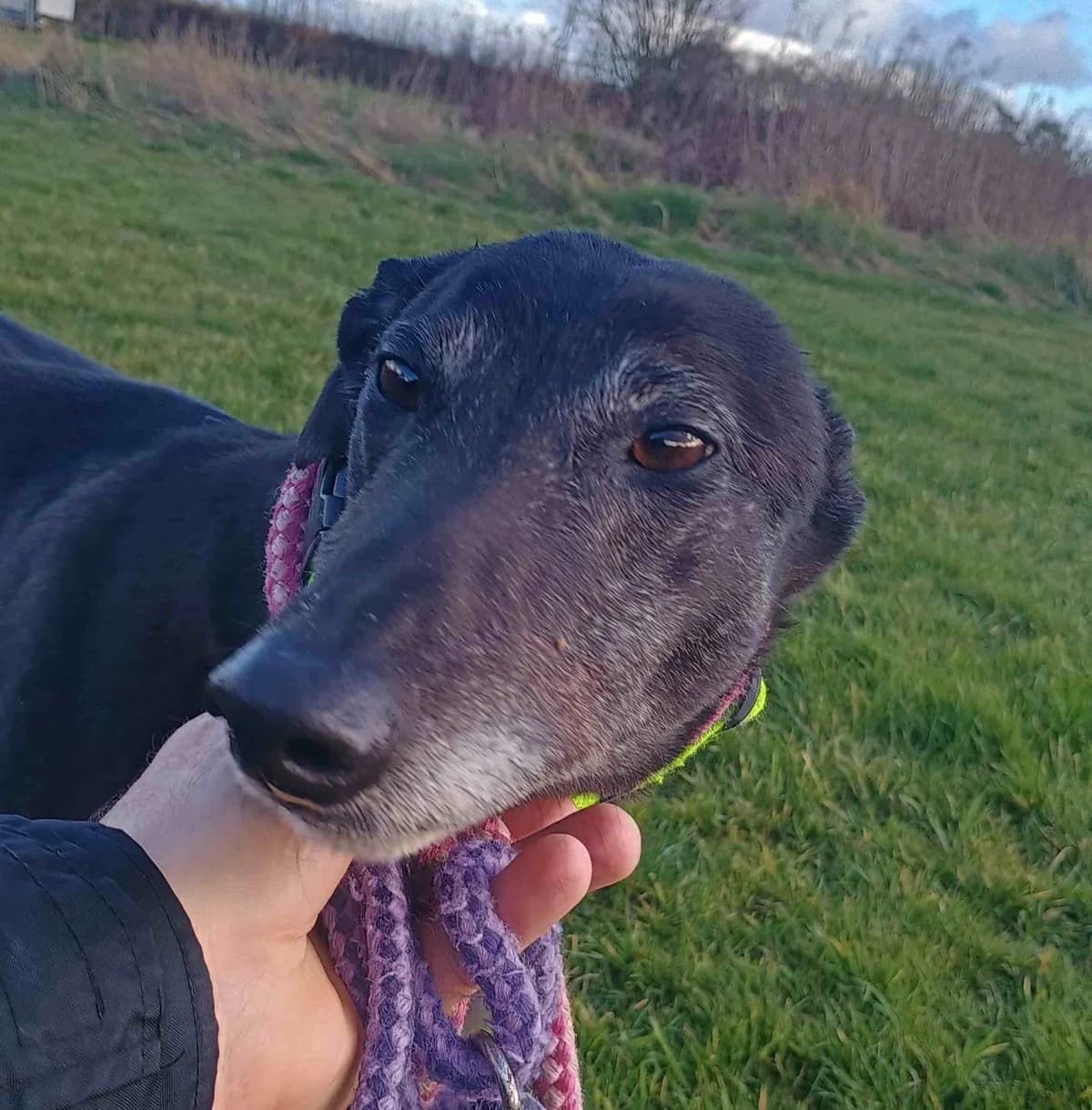 Ellie, Greyhound for adoption at Fen Bank Greyhound Sanctuary, Friskney