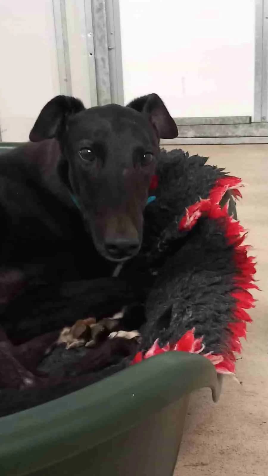 King, 6yo Greyhound for adoption at Fen Bank Greyhound Sanctuary, Friskney