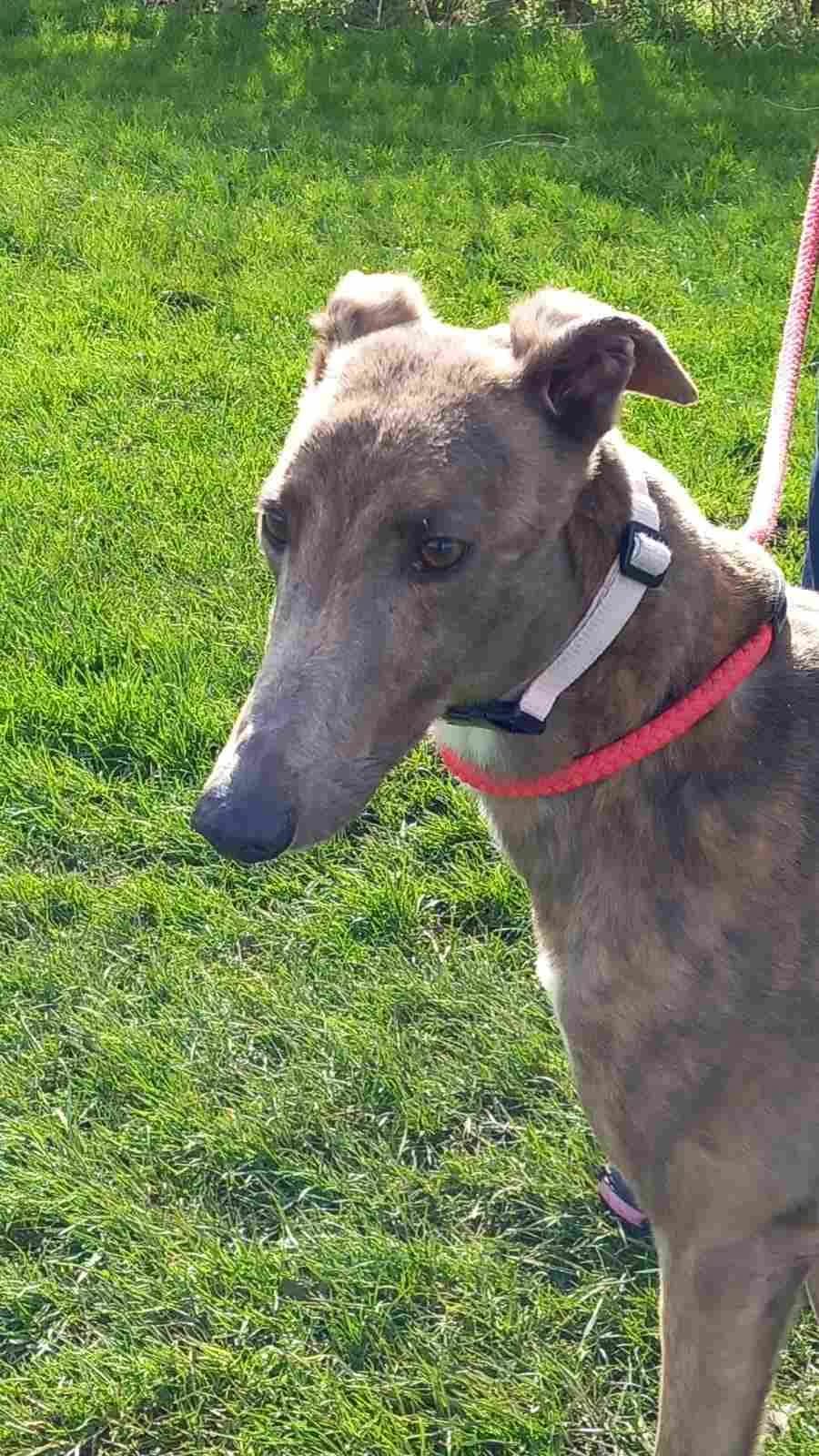Saffy Homed, Greyhound for adoption at Fen Bank Greyhound Sanctuary, Friskney