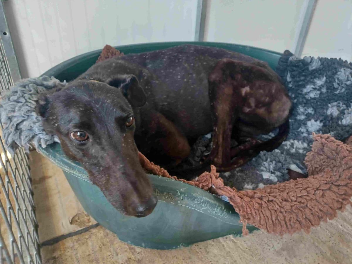 Florrie Homed, Greyhound for adoption at Fen Bank Greyhound Sanctuary, Friskney