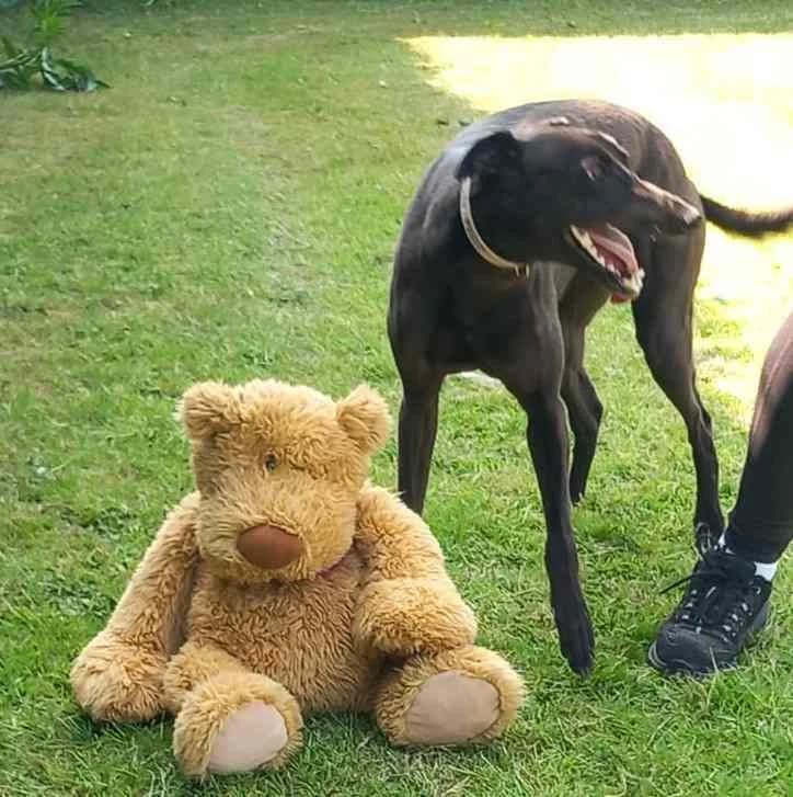 Lilly Homed, 4yo Greyhound for adoption at Fen Bank Greyhound Sanctuary, Friskney